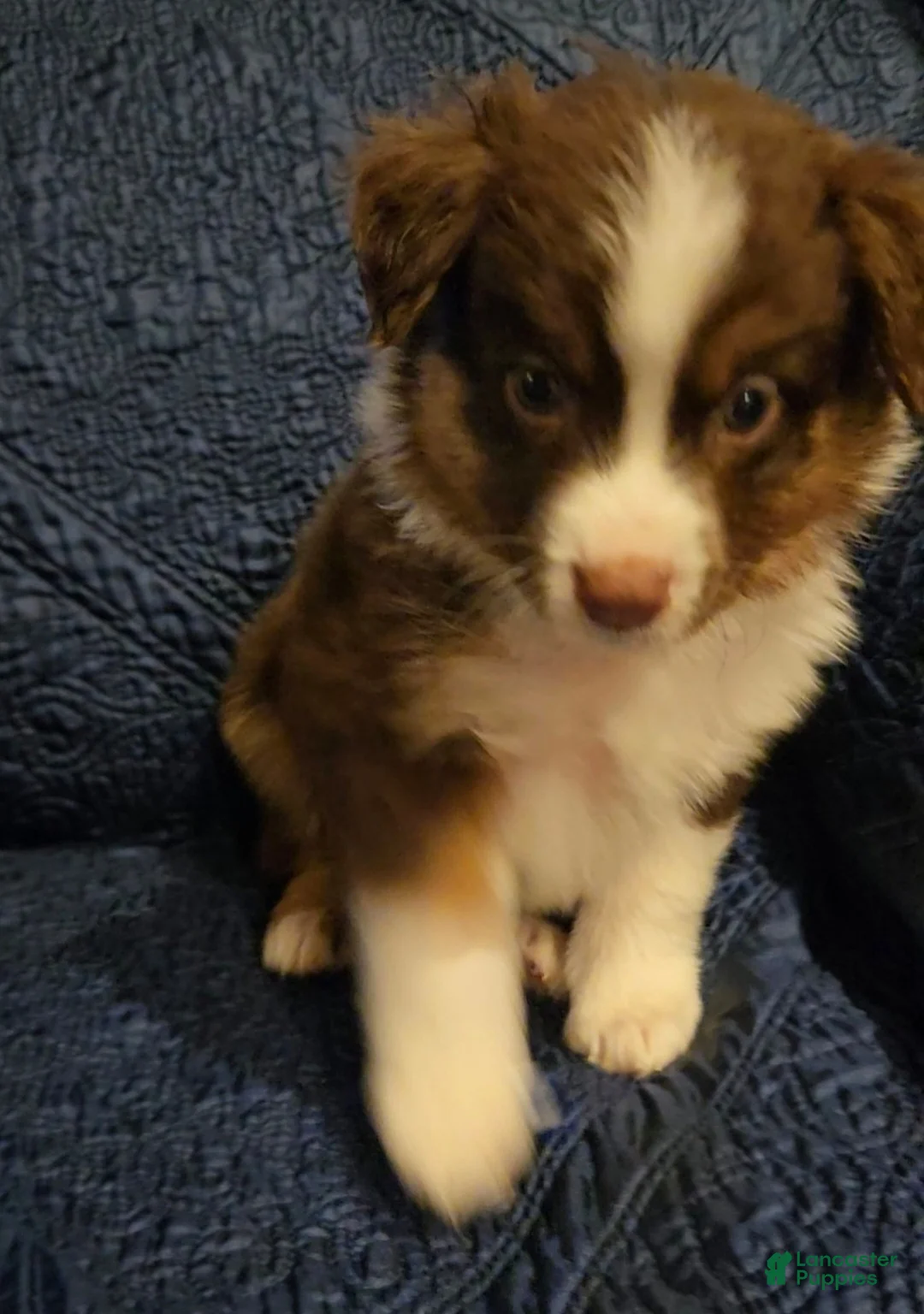 Australian Shepherd dogs for sale: Australian Shepherd Puppy 6 - Ad 2