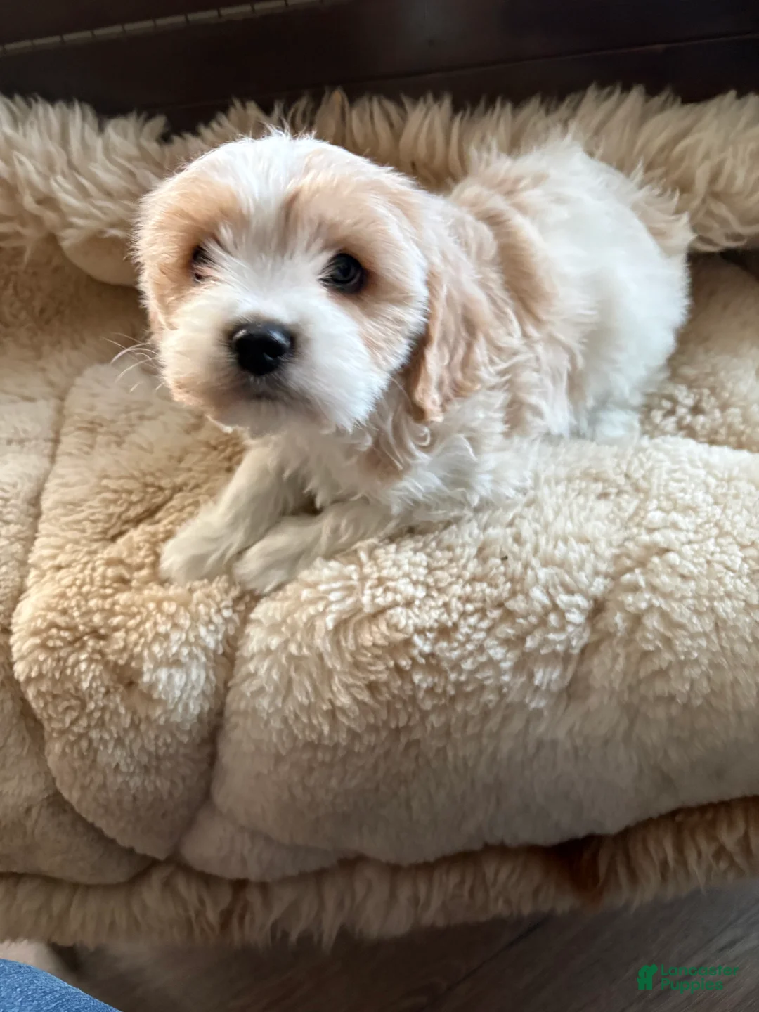 Cavachon dogs for sale: Cavachon Puppy 4 - Ad 2