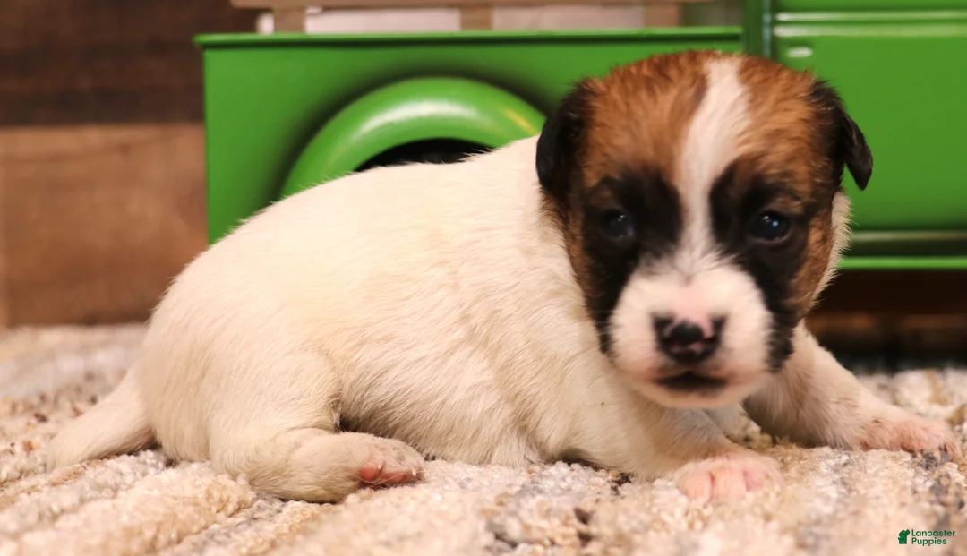 Jack Russell Terrier dogs for sale: Smith is white w/ tri markings - Ad 2