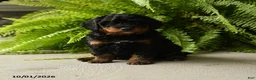 Mini Aussiedoodle dogs for sale: Triton - Ad 5