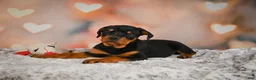 Rottweiler dogs for sale: Ace - Ad 4