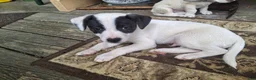 Jack Russell Terrier dogs for sale: Jack Russell Terrier 1 - Ad 4