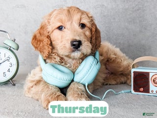 Goldendoodle dogs Thursday - Ad 14