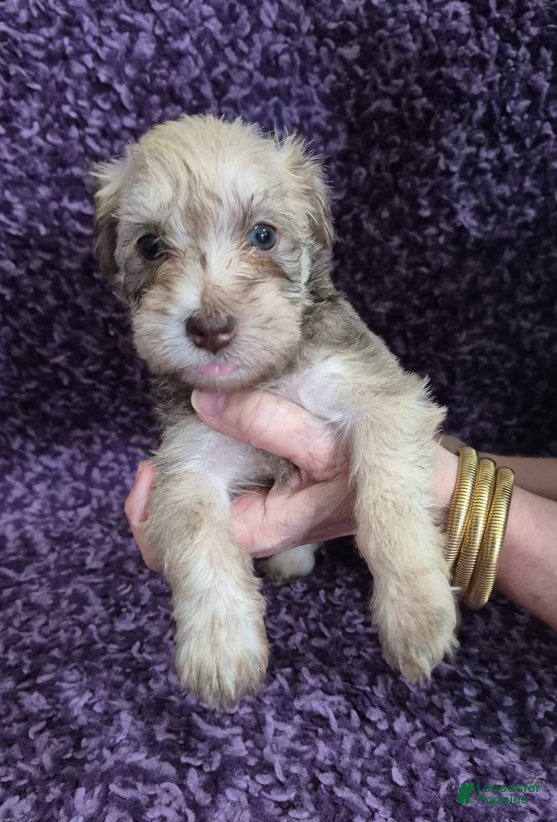 Miniature Schnauzer dogs for sale: Girl 2 - Ad 2