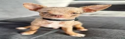 Chihuahua dogs for sale: Merle  - Ad 4