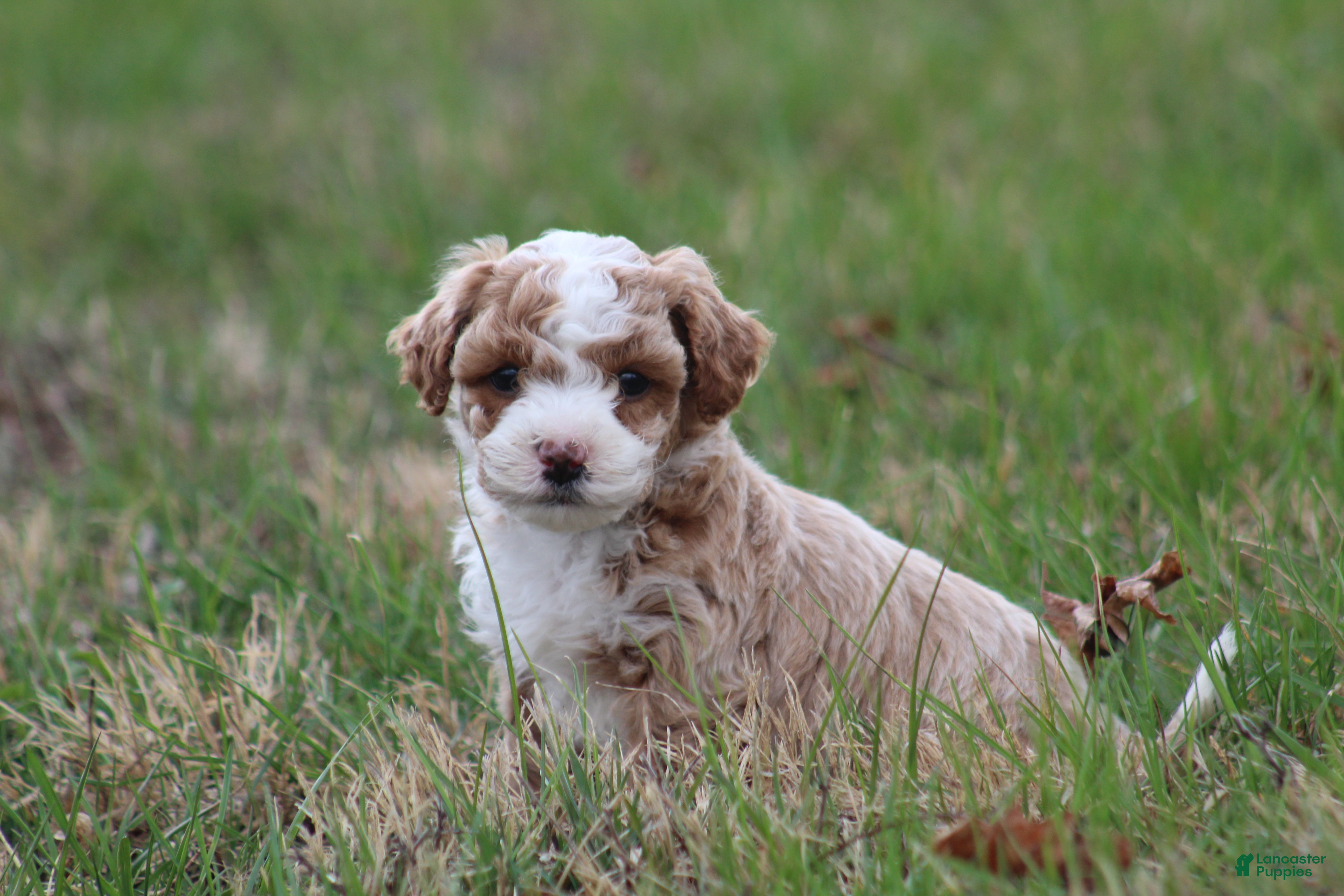 Bichpoo dogs Milo - Ad 2