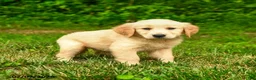 Golden Retriever dogs for sale: Nikita - Ad 4