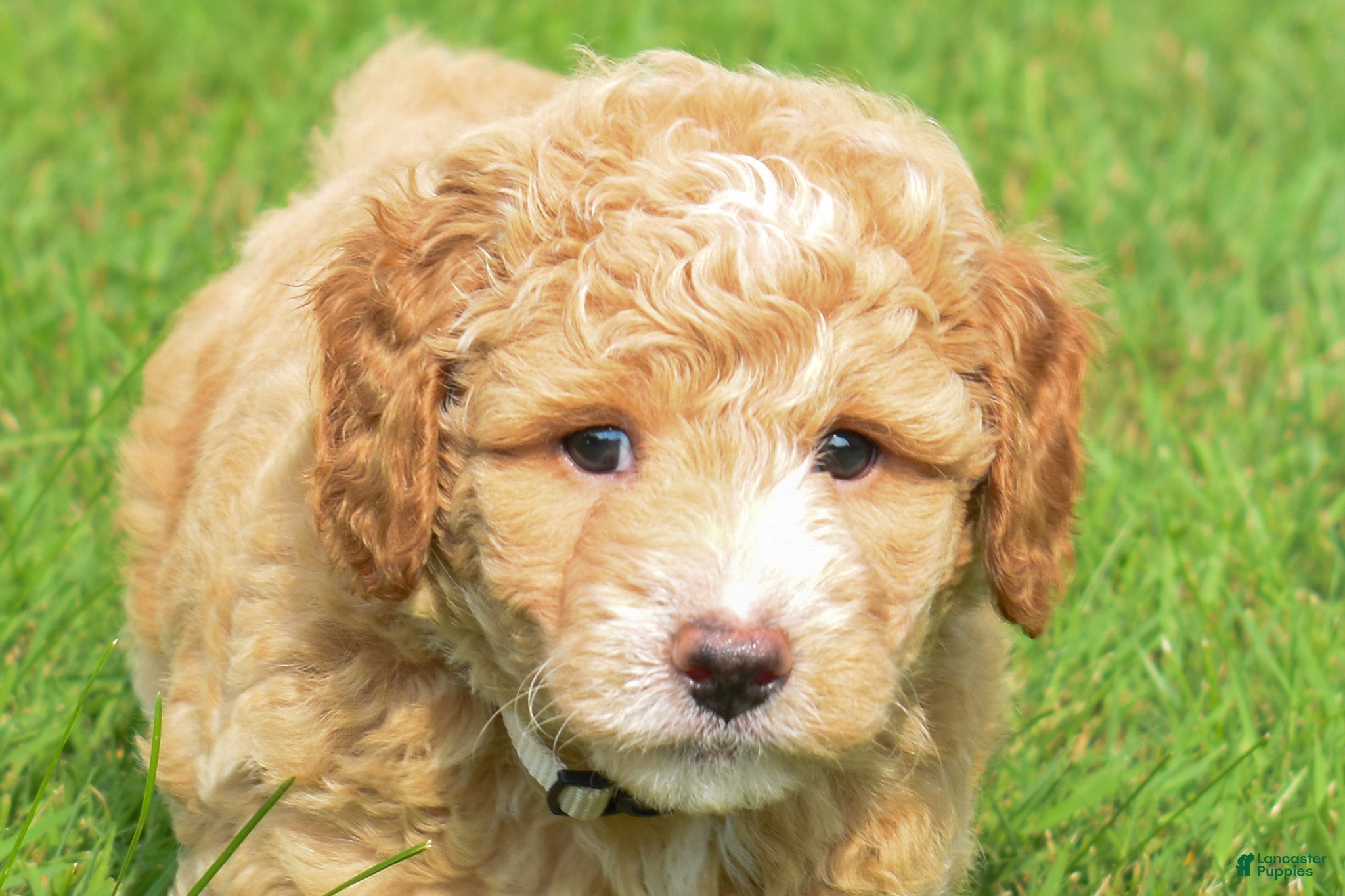 Maltipoo dogs Stetson - Ad 1