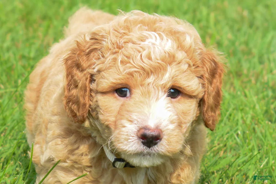 Maltipoo dogs for sale: Stetson - Ad 1