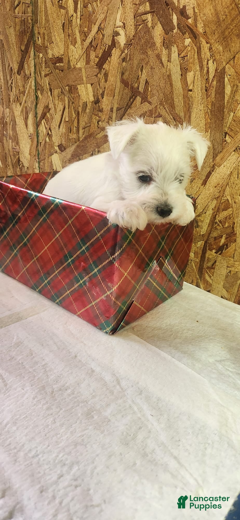 Miniature Schnauzer dogs Wally - Ad 3