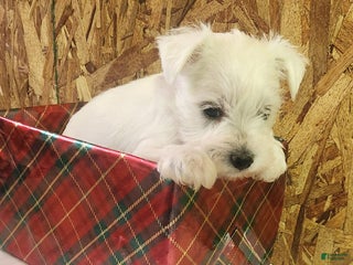 Miniature Schnauzer dogs Wally - Ad 3