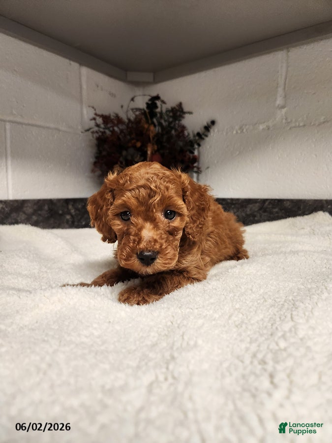 Mini Goldendoodle dogs Ava - Ad 4