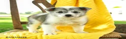 Pomsky dogs for sale: Ryan - Ad 2
