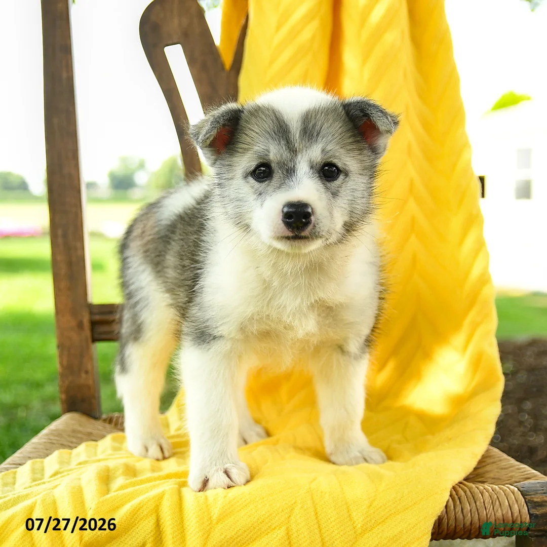 Pomsky dogs for sale: Ryan - Ad 2