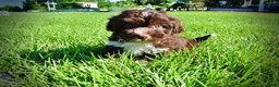 Havapoo dogs for sale: Baxter - Ad 15