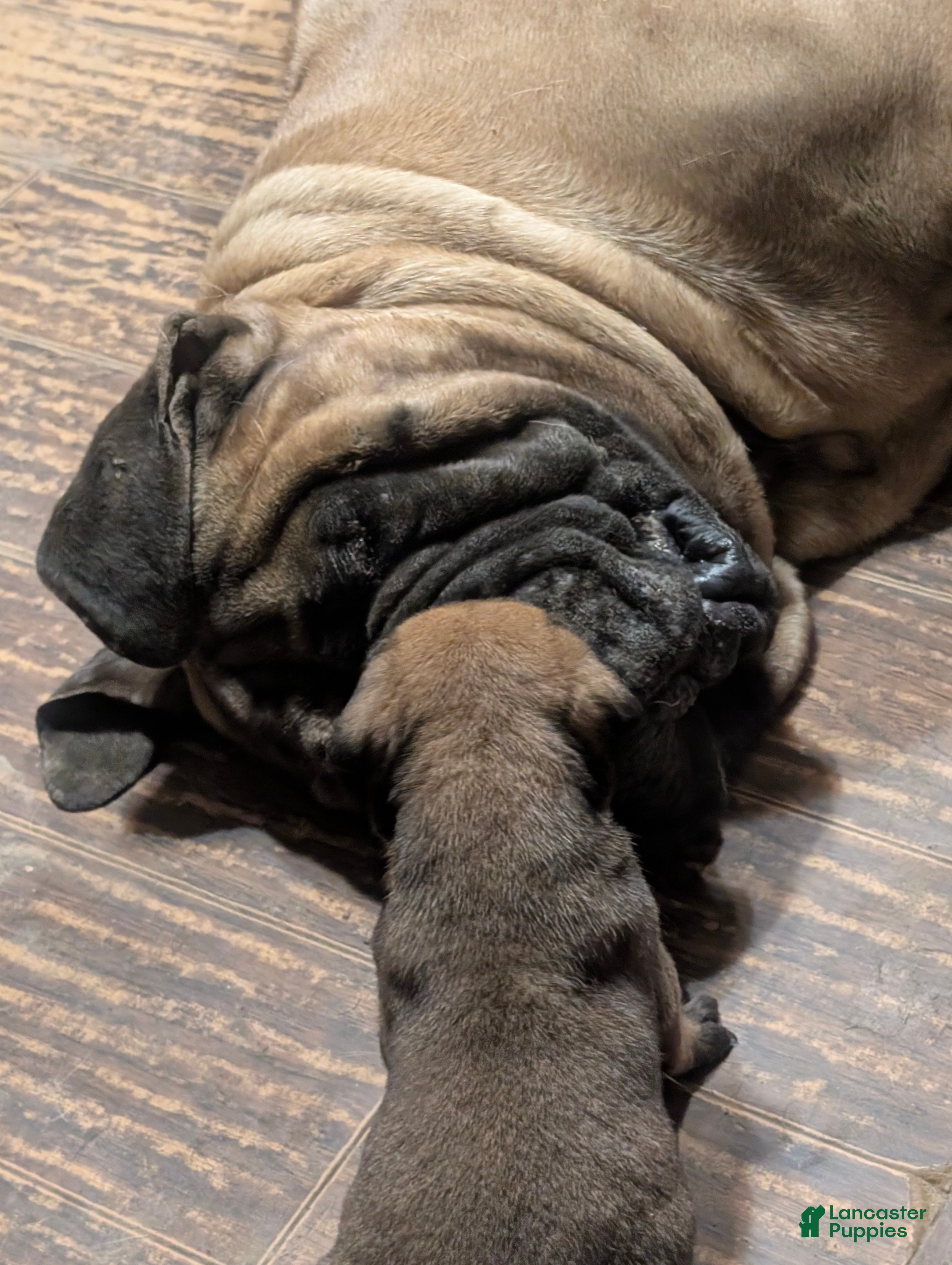 Bullmastiff dogs Bullmastiff Puppy 3 - Ad 1