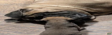 Bullmastiff Puppy 3