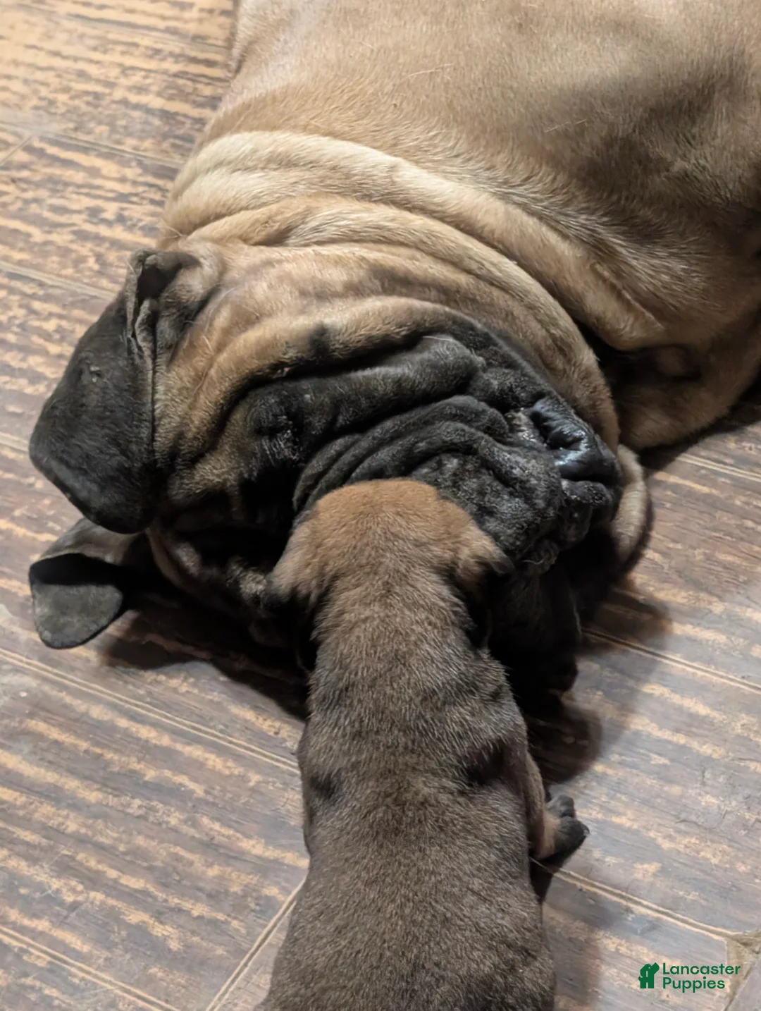 Bullmastiff dogs for sale: Bullmastiff Puppy 3 - Ad 1