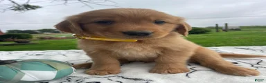 Cosmo