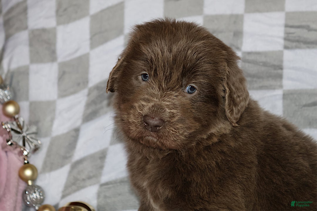 Newfoundland dogs for sale: Crystal - Ad 5