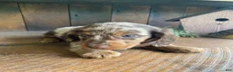 Miniature Dachshund dogs for sale: Chuck - Ad 7