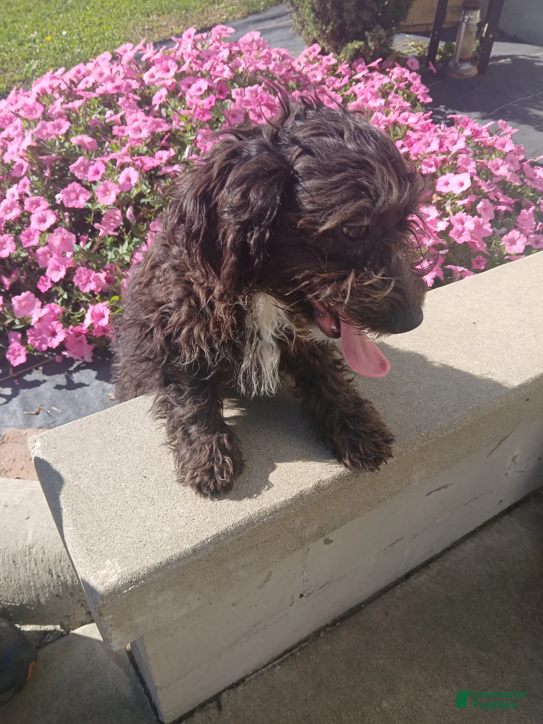 Mini Aussiedoodle dogs for sale: Mini Aussiedoodle 3 Dalane - Ad 2