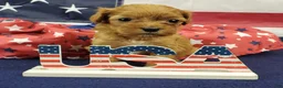 Cavapoo dogs for sale: Shay - Ad 6