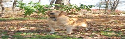 Golden Retriever dogs for sale: Sylvan - Ad 6