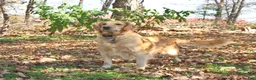 Golden Retriever dogs for sale: Sylvan - Ad 6