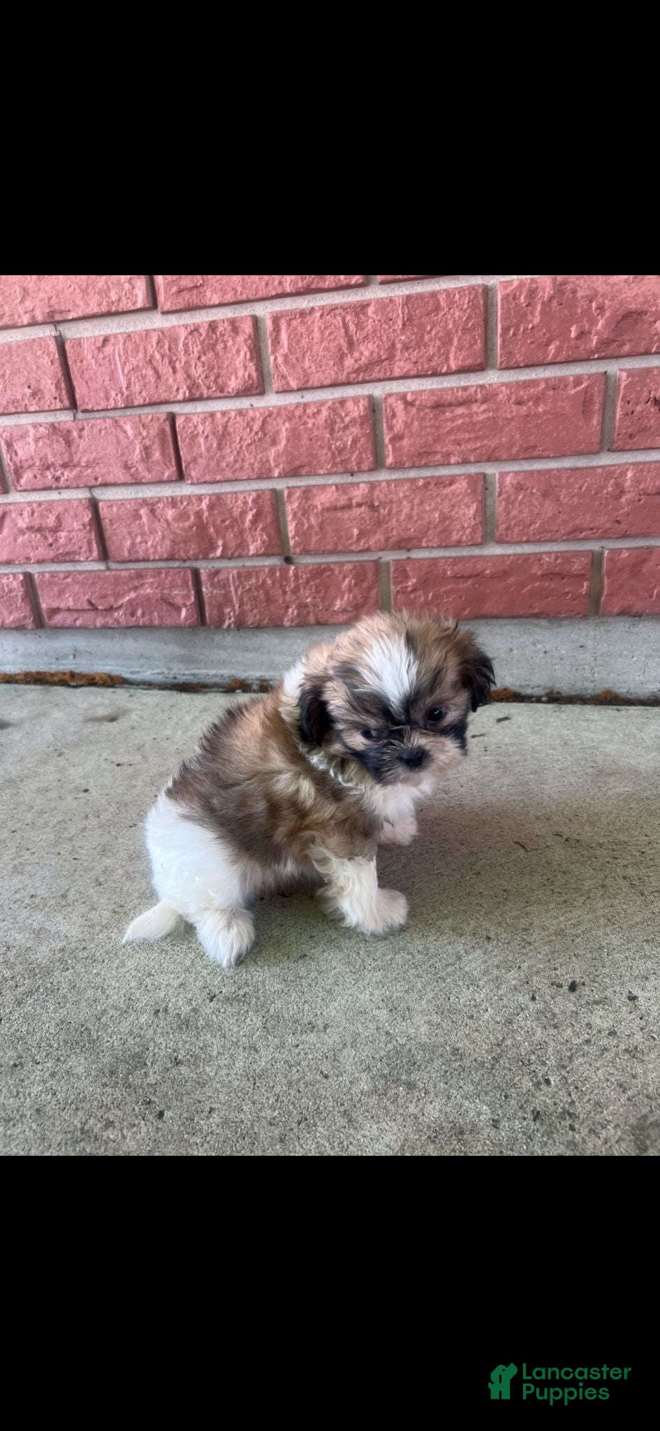 Teddy Bear dogs Teddy Bear 1 - Ad 2
