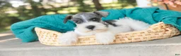 Miniature Schnauzer dogs for sale: Quinn Miniature Schnauzer  - Ad 4
