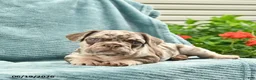 French Bulldog dogs for sale: Duke  - Ad 3