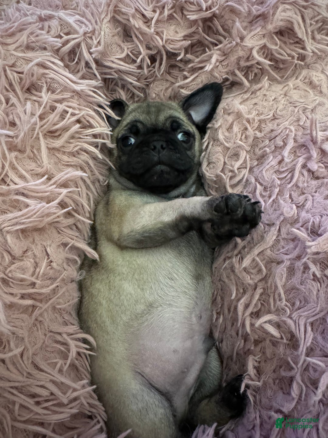 Pug dogs for sale: Pug Puppy 6 - Ad 1