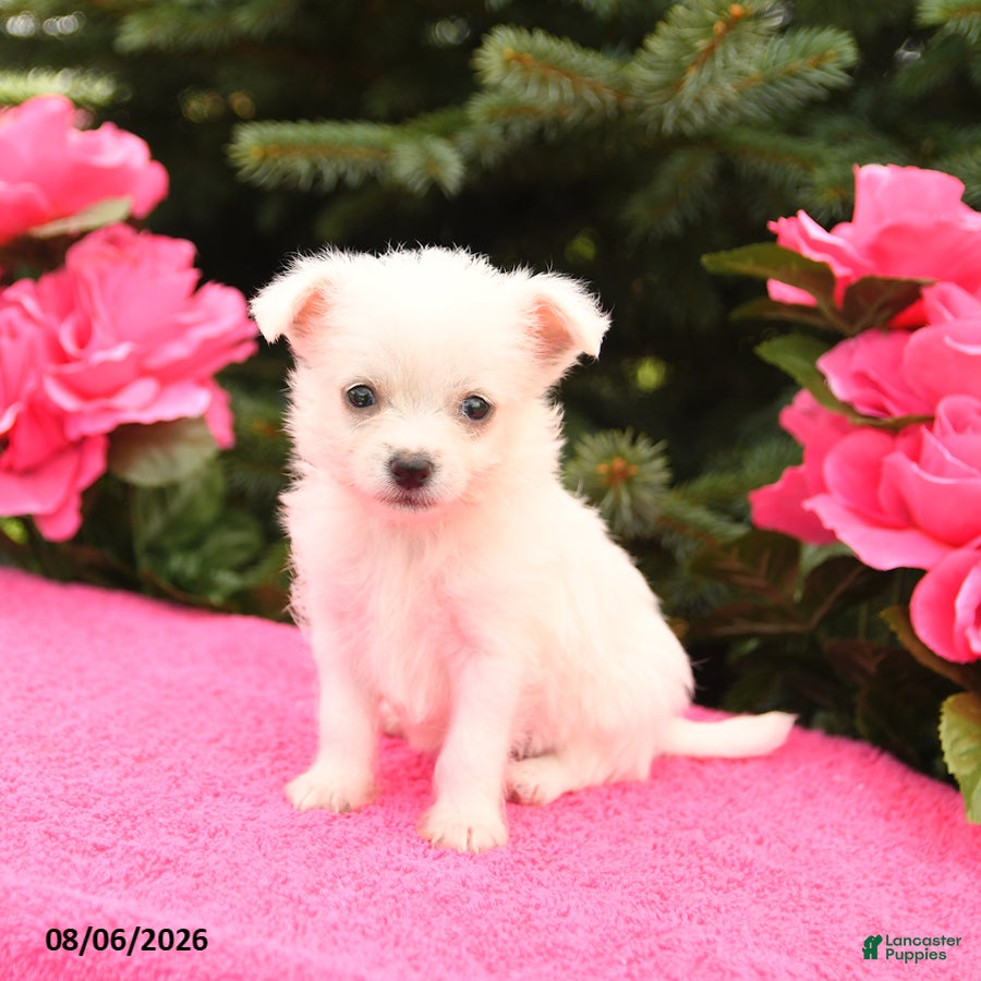 Mixed Breed dogs Prince   - Ad 1