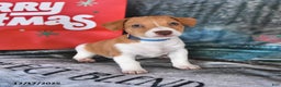 Jack Russell Terrier dogs for sale: Lucy - Ad 4