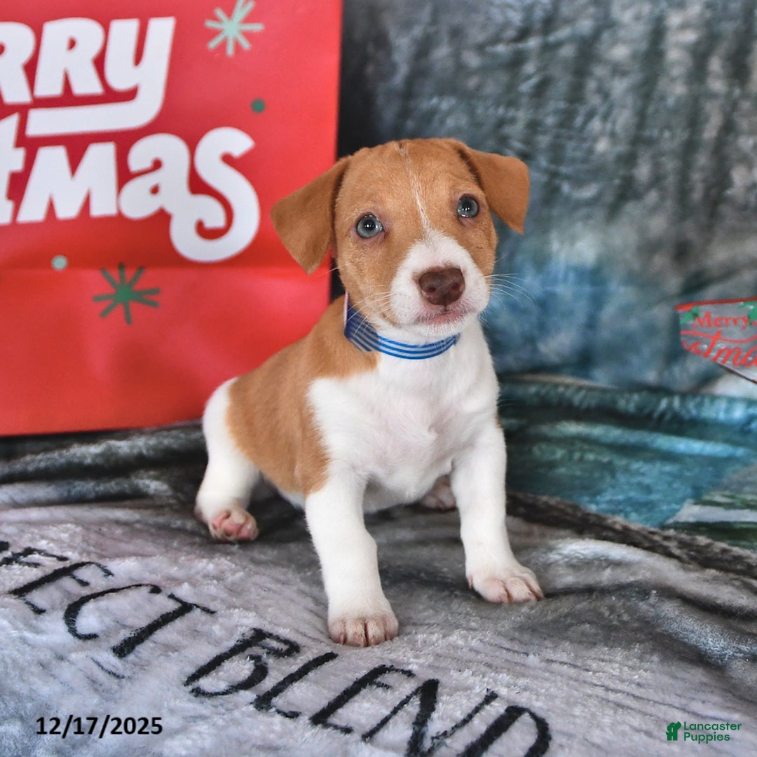 Jack Russell Terrier dogs for sale: Lucy - Ad 4