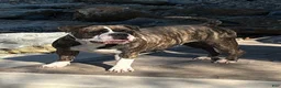 Alapaha Blue Blood Bulldog dogs for sale: BEA Riot - Ad 10