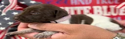 German Shorthaired Pointer dogs for sale: Merica - Ad 3