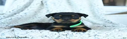 Rottweiler dogs for sale: Reb  - Ad 1