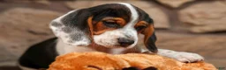 Beagle dogs for sale:  Dustin🐶 - Ad 6