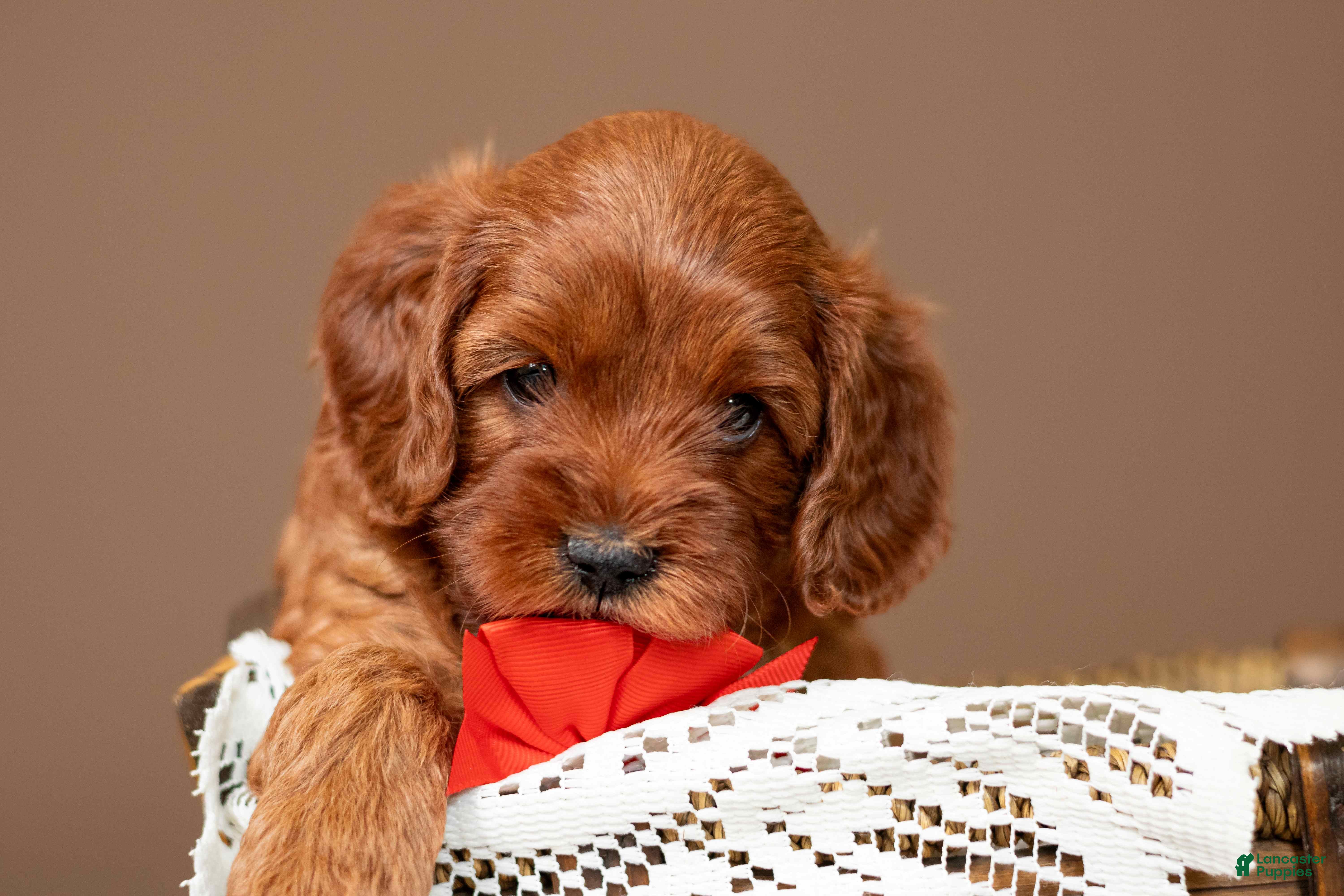 Cavapoo dogs Wrangler - Ad 1