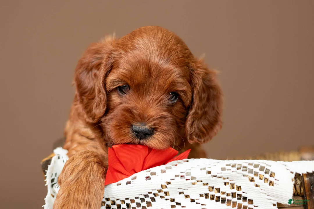 Cavapoo dogs for sale: Wrangler - Ad 1