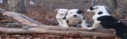 American Bully dogs for sale: Nibbler - Ad 2
