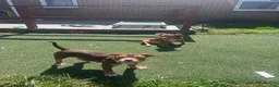 American Bully dogs for sale: Toasty - Ad 4