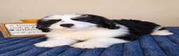Bernedoodle dogs for sale: Oreo - Ad 3