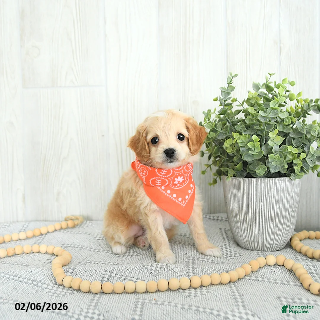 Cockapoo dogs for sale: Bandit EXTRA SMALL  - Ad 5