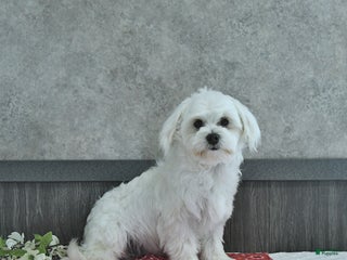 Maltese dogs - Ad 6