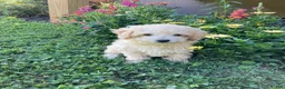 Mini Goldendoodle dogs for sale: Sparkle  - Ad 7
