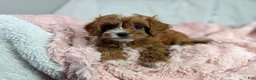 Cavapoo dogs for sale: Caramel 🎀 - Ad 11
