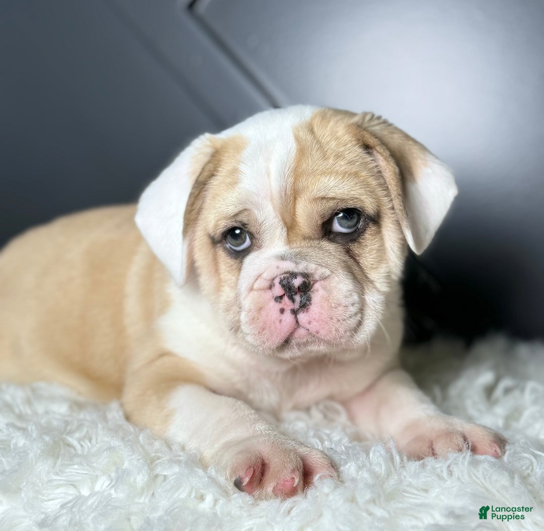 Mixed Breed dogs for sale: Bo - Ad 6